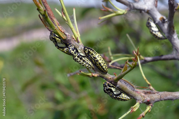 Obraz エゾシロチョウの蛹（北海道・小清水町）
