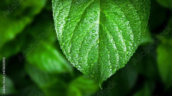 Obraz Rain drops on green leaf. Big water drop Water on green leaf.
