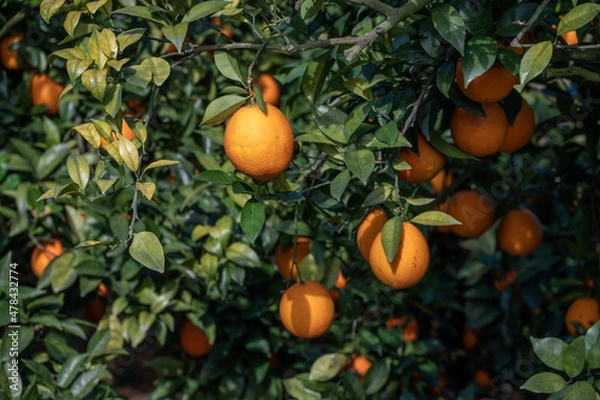 Fototapeta The orange trees in the orchard had a good harvest, and the green branches and leaves were covered with golden oranges