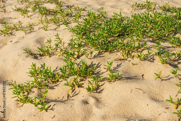Obraz Planta Rasteira e Areia