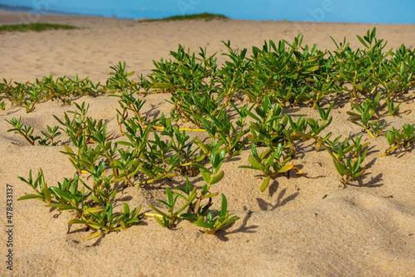 Obraz Planta Rasteira e Areia