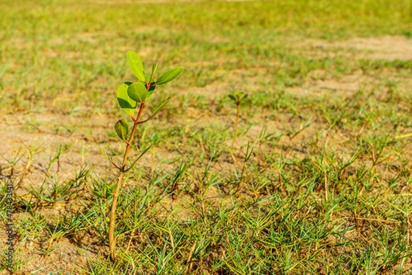 Obraz Muda de Mangue. 