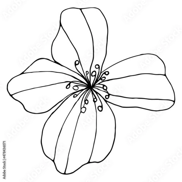 Obraz peach tree flower. Doodle. Contour illustration