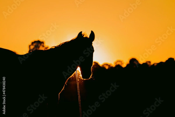 Obraz silueta de un caballo
