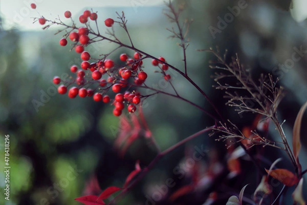 Obraz bayas rojas