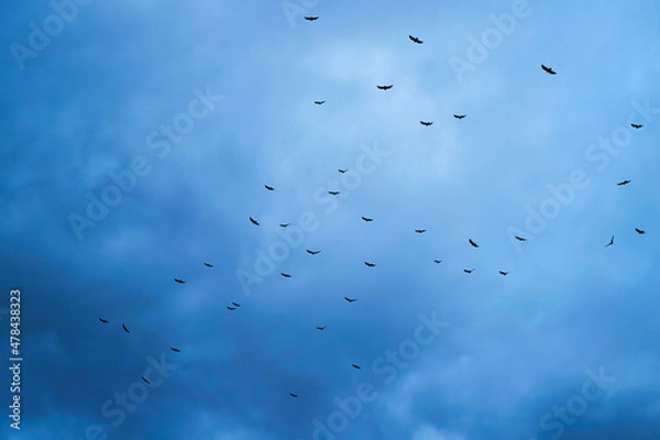 Obraz Parvada de auras