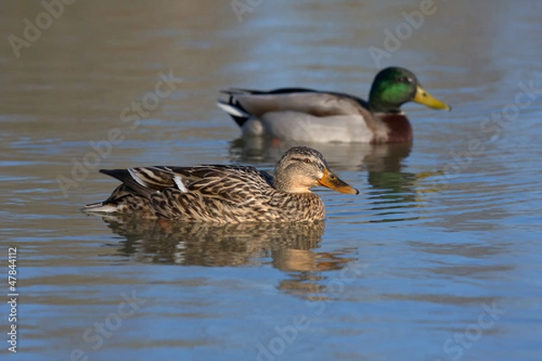 Fototapeta the couple