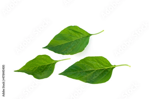 Obraz Green chilli leaves isolated on a white background.