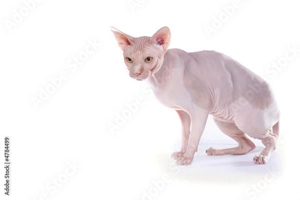 Fototapeta bald-headed cat