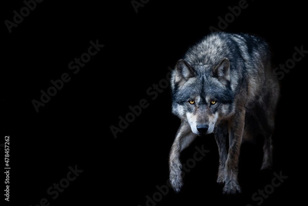 Obraz Grey wolf with a black background