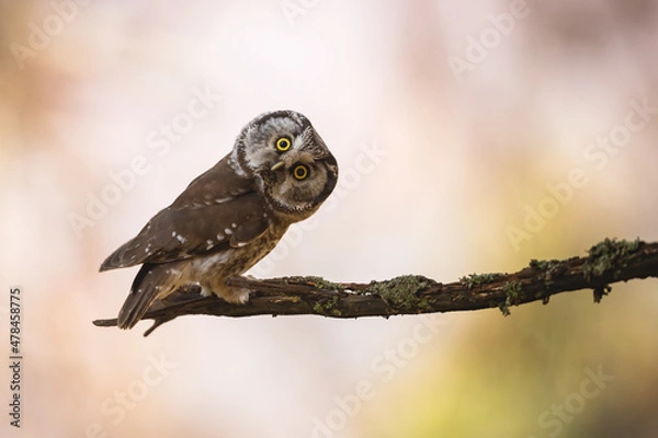 Fototapeta Boreal owl, aegolius funereus, looking to the camera on branch with copy space. Brown feathered predator staring on twig with space for text. Wild bird sitting on bough with blurred background.