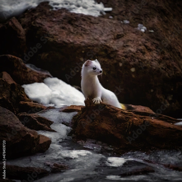 Obraz Ermine in winter