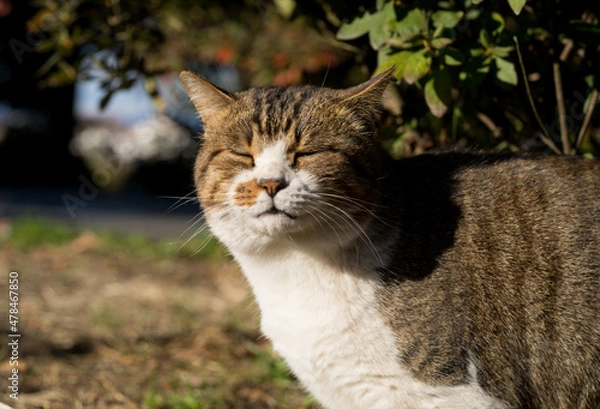 Fototapeta まぶしいくて顔をしかめる猫