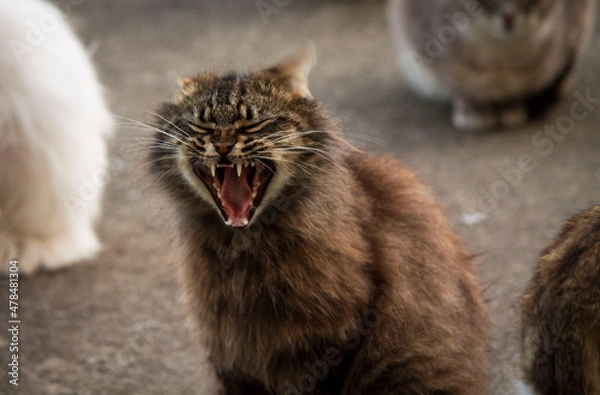 Fototapeta A close-up of a wild, yawning cat against a gray background.