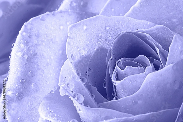 Fototapeta Toned with Very Peri color Close up view of a beautiful rose with drops of water. Macro image. Fresh beautiful flower as expression of love and respect for postcard and wallpaper. Horizontal.