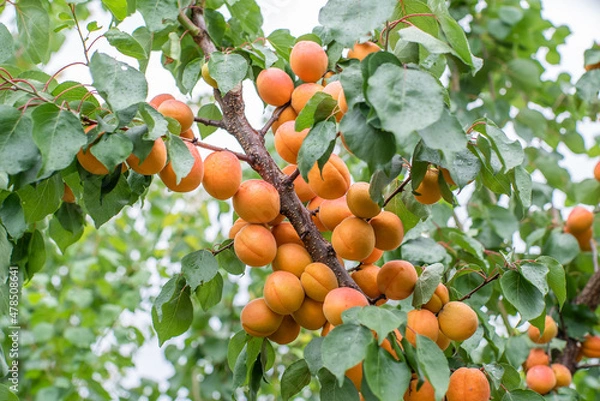 Fototapeta many apricot fruits on a tree in the garden on a bright summer day. Organic fruits. Healthy food. Ripe apricots.
