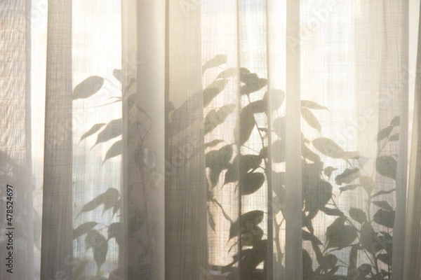 Fototapeta House plants growing on windowsill through the curtain and makes silhouettes.