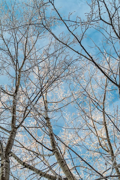 Fototapeta snow covered pine tree branches