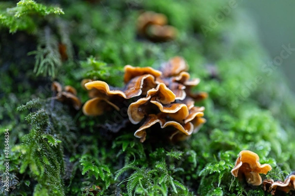 Obraz mushrooms on a tree