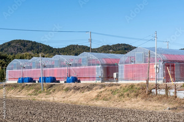 Fototapeta 農業用ビニールハウス（日本の関東で冬に撮影）