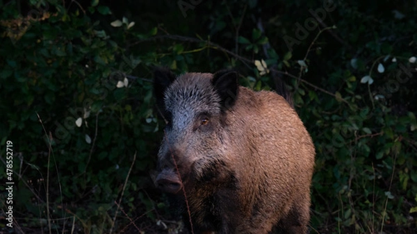 Obraz Sanglier coucher de soleil