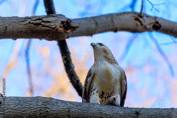 Fototapeta A red-tailed hawk stands on top of it's prey on a tree branch during a sunny winter day.