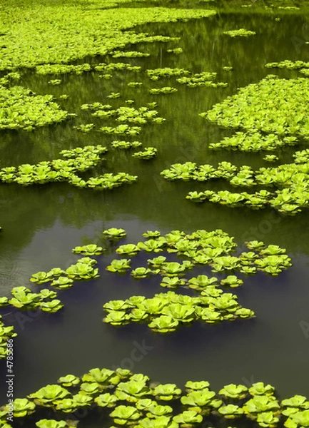 Obraz water lettuce