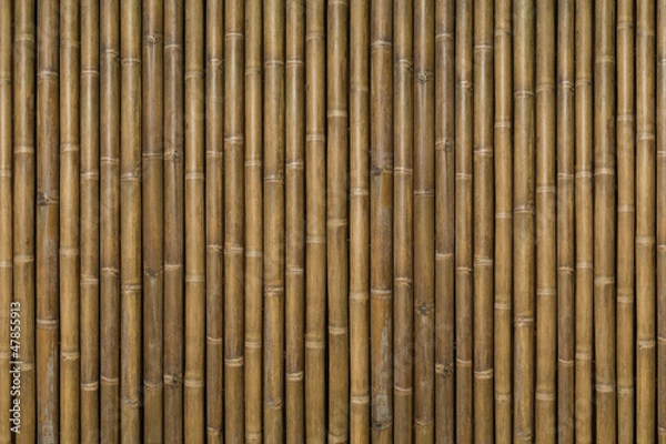 Fototapeta Beautiful bamboo background