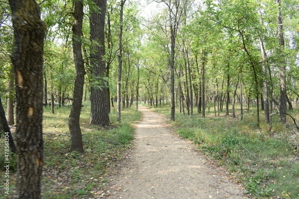 Obraz Forest Trail