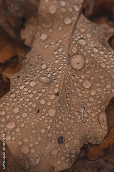 Fototapeta drops on a leaf