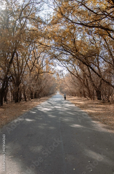 Fototapeta tunel of trees