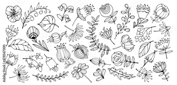 Fototapeta Set of hand-drawn flowers and leaves. Doodles of plant elements. Vector illustration for floral frames, patterns, ornaments and greeting cards.