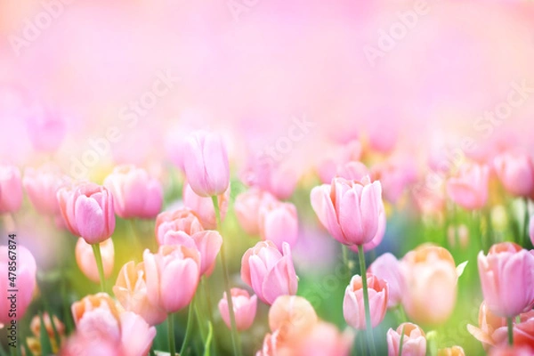 Fototapeta Wiosną kwitnące tulipany w ogrodzie, wiosenne jasne kwiaty na polu, pastelowa i miękka karta kwiatowa, selektywna ostrość, płytkie DOF, stonowane
