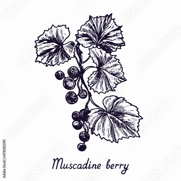 Fototapeta Muscadine berry branch with berries and leaves, outline simple doodle drawing with inscription, gravure style