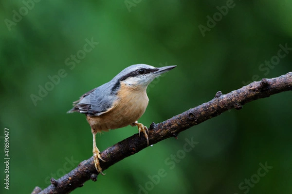 Obraz The Eurasian nuthatch or wood nuthatch (Sitta europaea) sitting in the forest in the Netherlands with a nice background