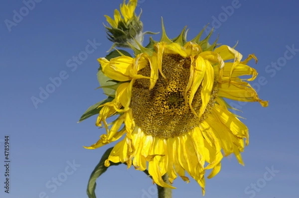 Obraz Soleil fatigué