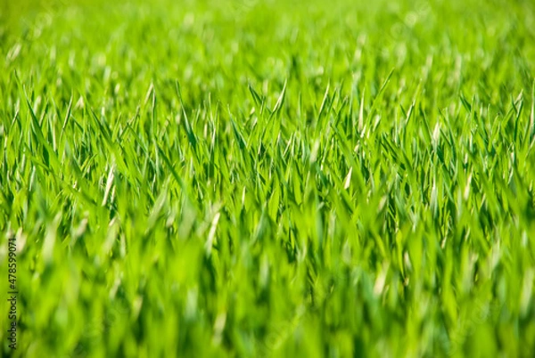 Fototapeta Juicy lush green grass in the meadow in the morning light in the spring and summer in the open air close-up. Beautiful artistic image of cleanliness and freshness of nature. Natural background