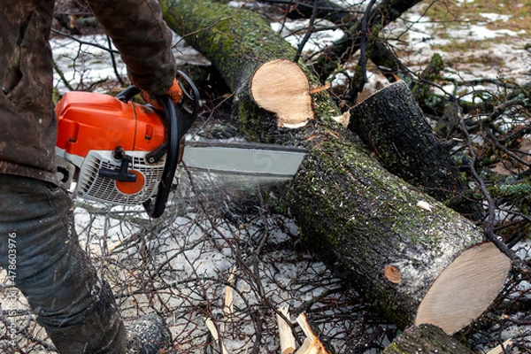 Fototapeta A man with a chainsaw cuts a tree trunk. Harvesting firewood for the winter. Illegal felling of trees.
