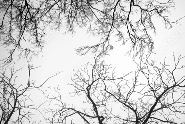Fototapeta Bare Tree Branches