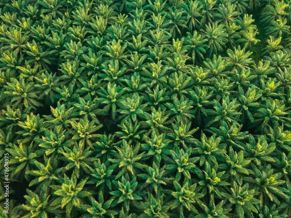 Obraz Aerial drone view from high angle of oil palm trees plantations in Melaka, Malaysia. Palm oil industry concept.