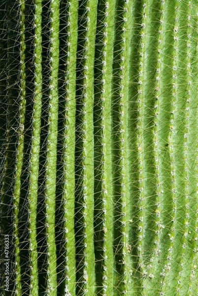Obraz Cactus close up detail