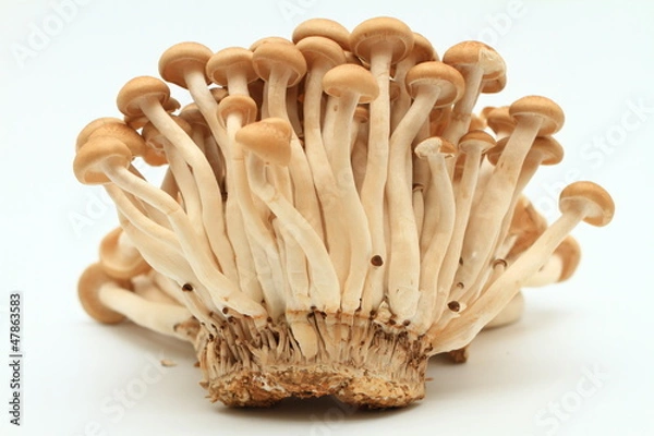 Fototapeta しめじ