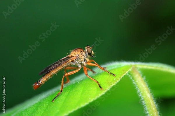 Fototapeta Insectivorous Gadfly in the wild, North China
