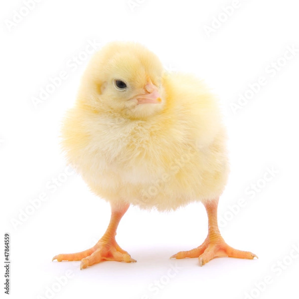 Fototapeta Small chicken