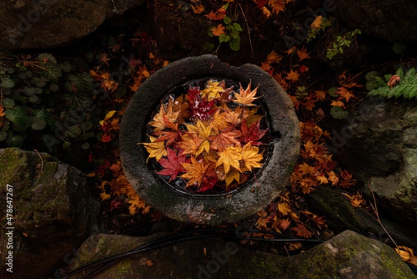 Obraz 沢山の落ち葉