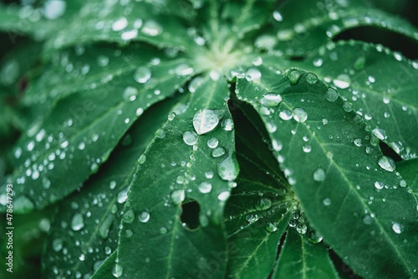 Obraz ひとしずく