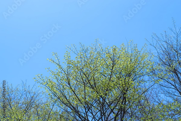 Obraz 新緑の季節