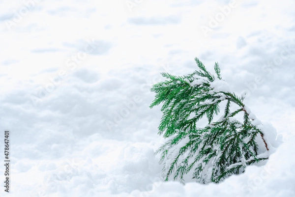 Obraz 雪の中の緑