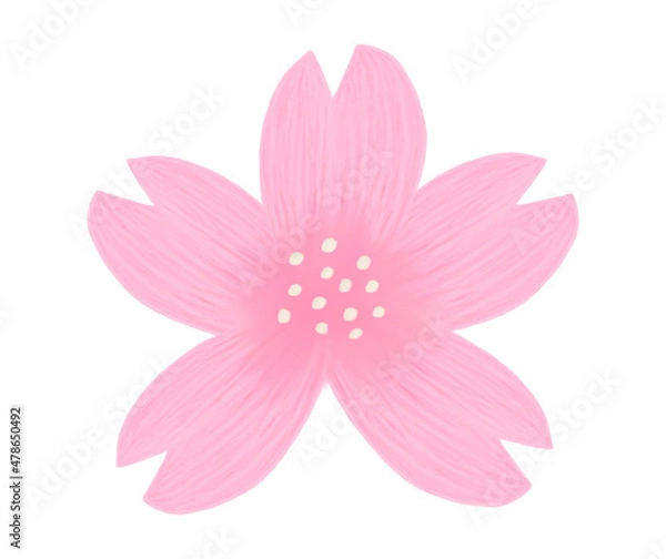 Fototapeta 手書き風　桜の花の絵