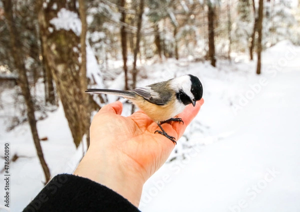 Obraz Holding a Black-capped Chickadee